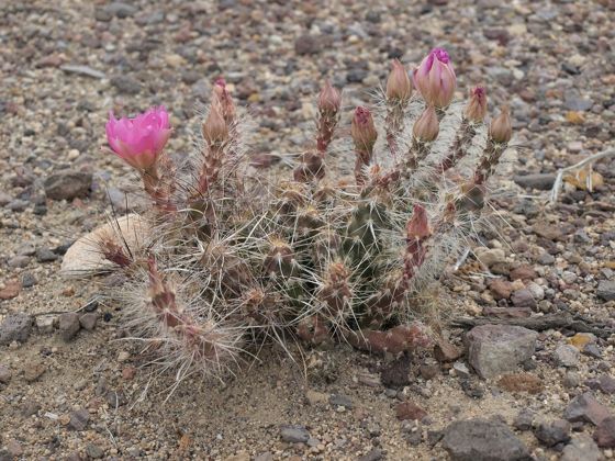 Sagebrush cholla (Micropuntia pulchella)