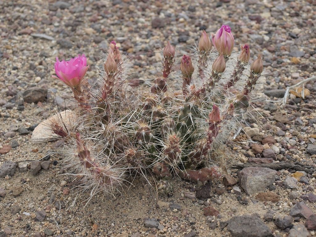 Sagebrush cholla (Micropuntia pulchella)