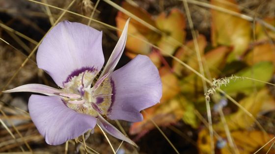 Sagebrush mariposa lily (Calochortus macrocarpus)