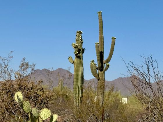 Saguaro
