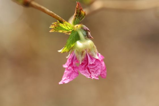 Salmonberry (Rubus spectabilis)