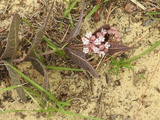 Sandhill milkweed (Asclepias humistrata)
