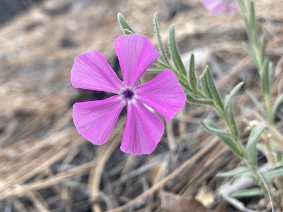 Santa Fe phlox (Phlox nana)