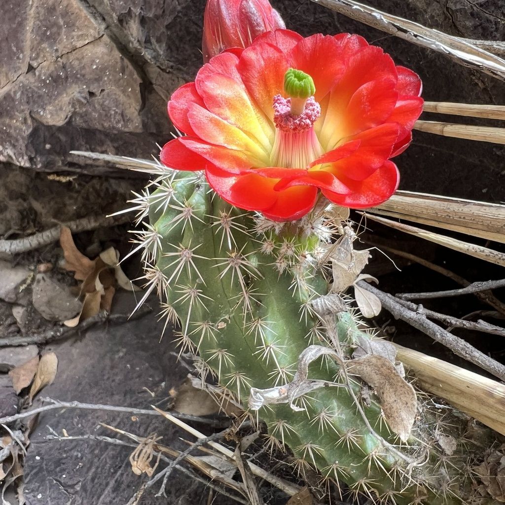 Santa rita hedgehog cactus (Echinocereus santaritensis)