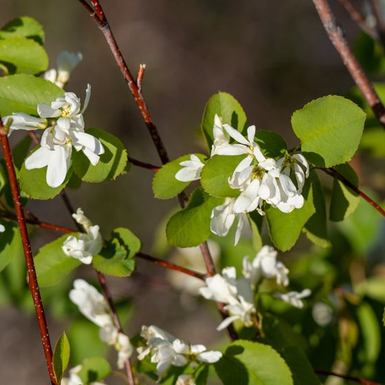 Saskatoon (Amelanchier alnifolia)