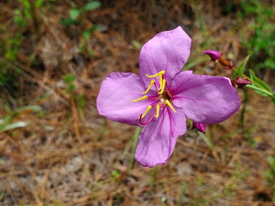 Savannah meadowbeauty (Rhexia alifanus)