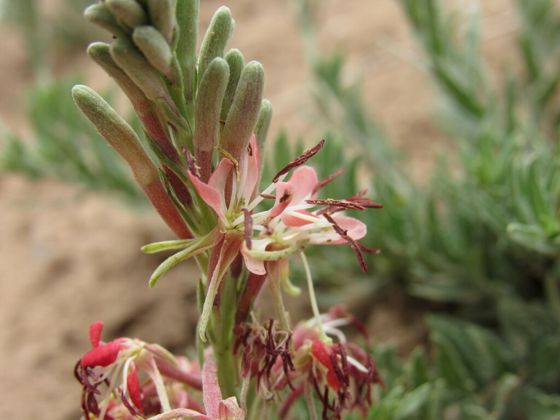 Scarlet beeblossom (Oenothera suffrutescens)