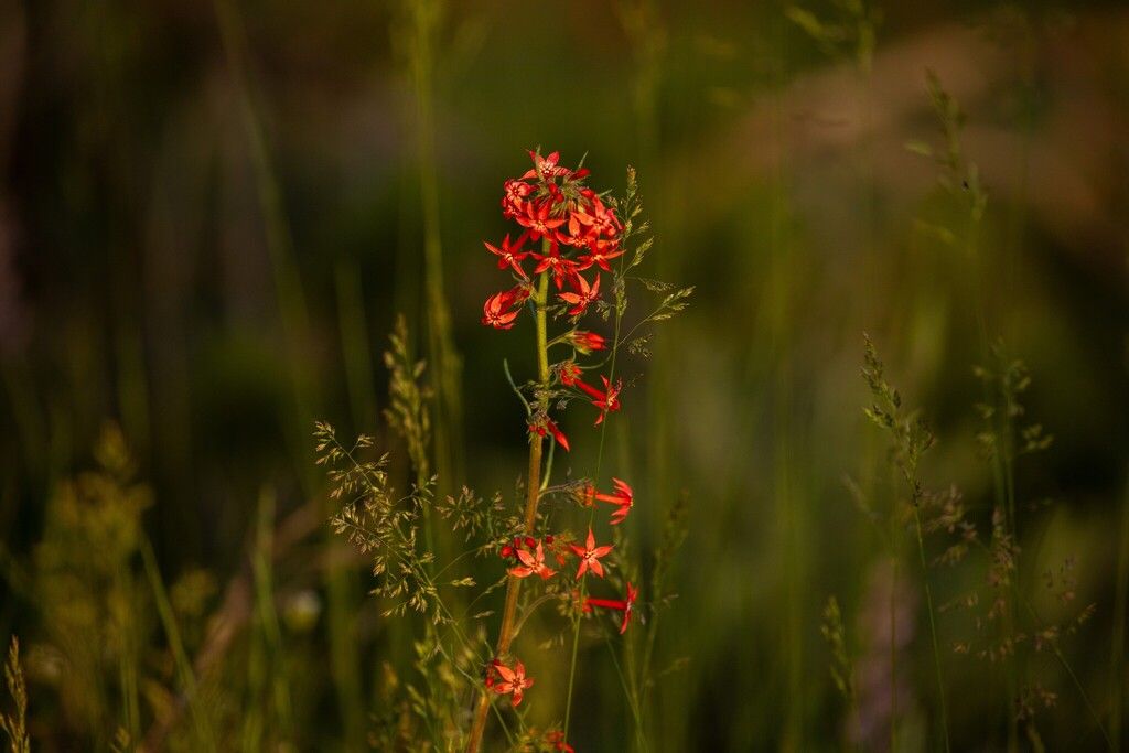 Scarlet gilia (Ipomopsis aggregata)
