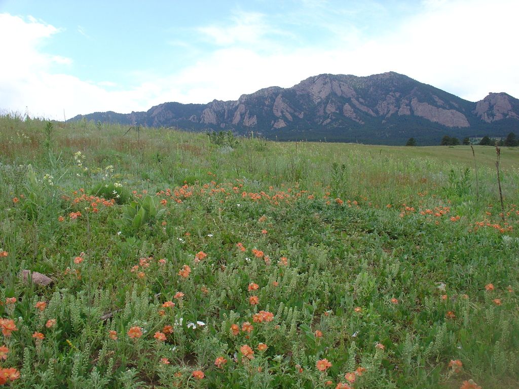 Scarlet globemallow (Sphaeralcea coccinea)