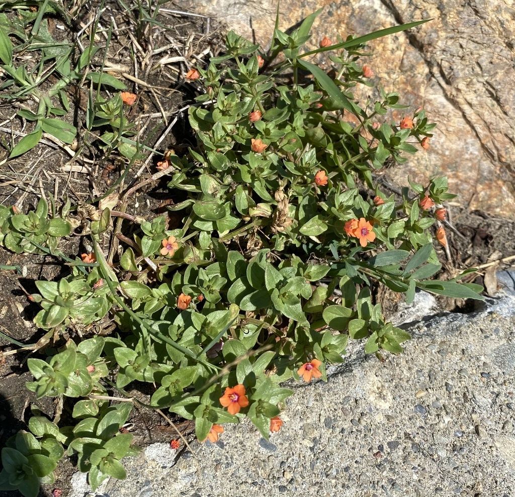 Scarlet pimpernel (Lysimachia arvensis)
