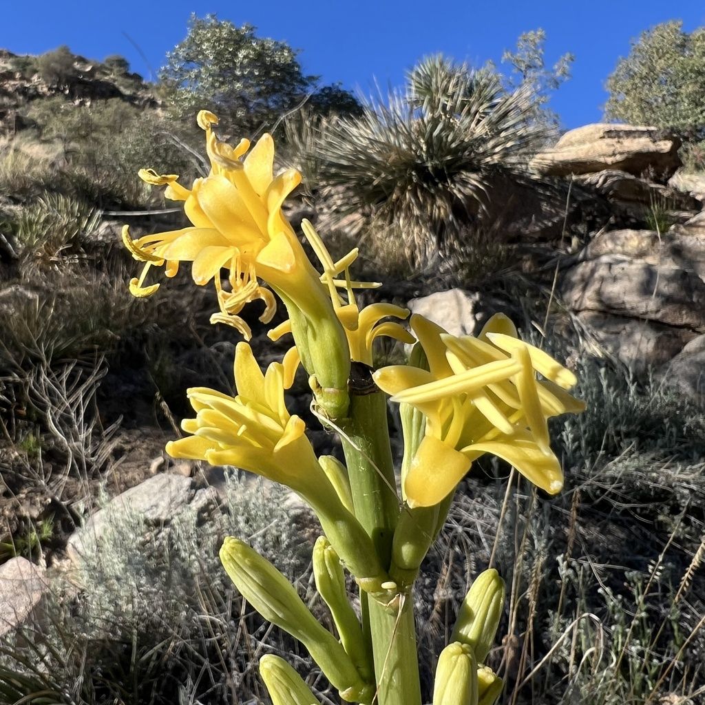 Schott's century plant (Agave schottii)