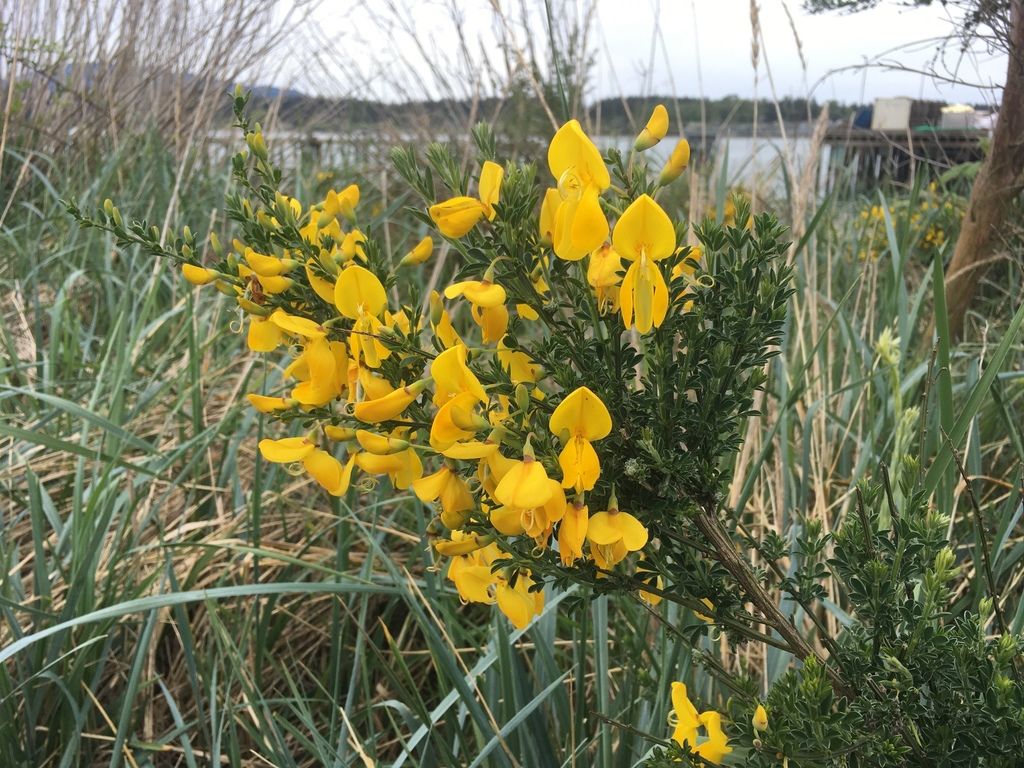 Scotch broom (Cytisus scoparius)