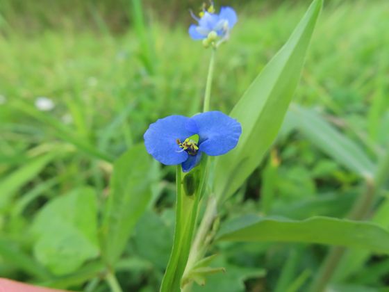 Scrambling dayflower (Commelina diffusa)
