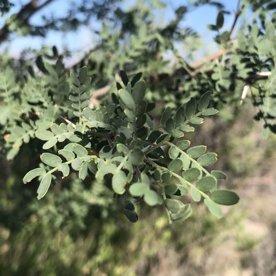 Screwbean (Strombocarpa pubescens)