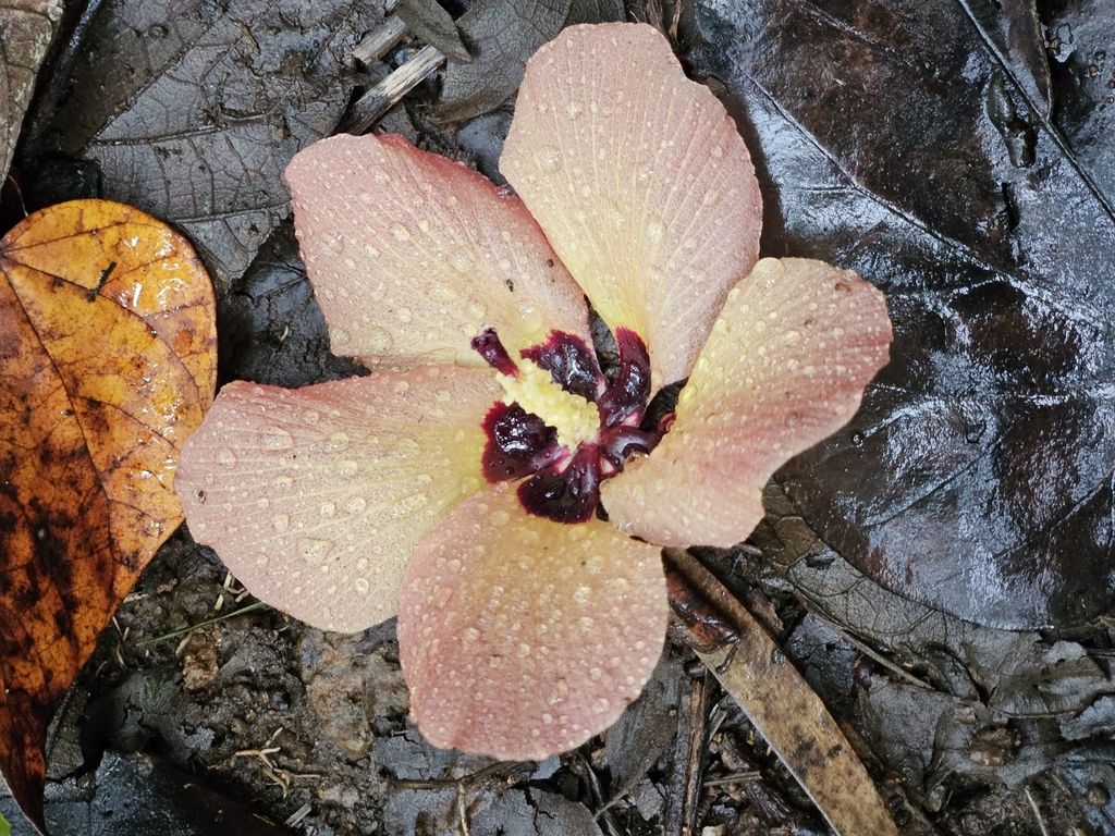 Sea hibiscus (Hibiscus tiliaceus)