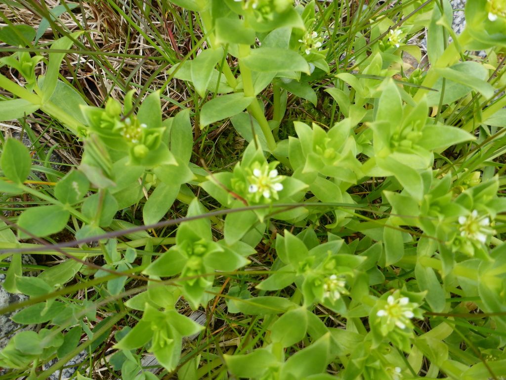 Sea sandwort (Honckenya peploides)