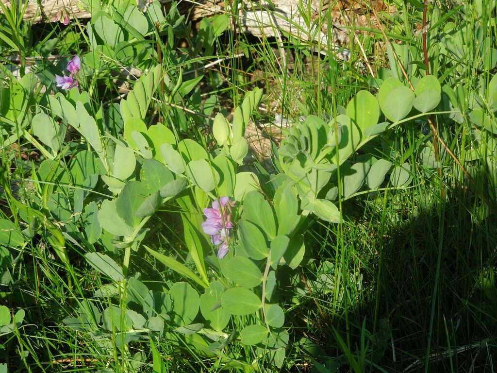 Seaside pea (Lathyrus japonicus)