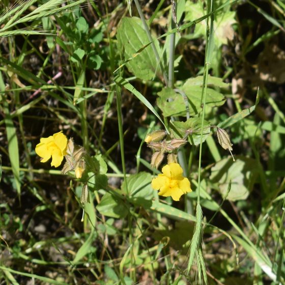 Seep monkeyflower (Erythranthe guttata)