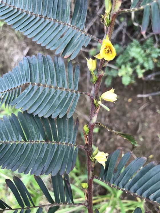 Sensitive pea (Chamaecrista nictitans)