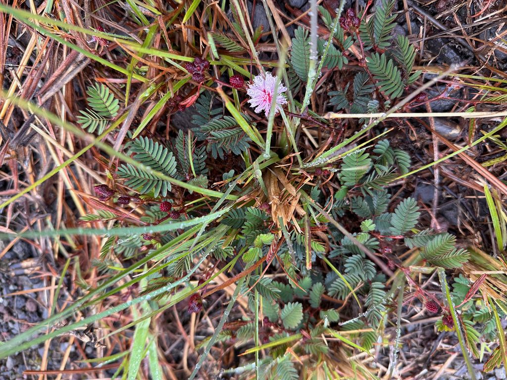 Sensitive plant (Mimosa pudica)