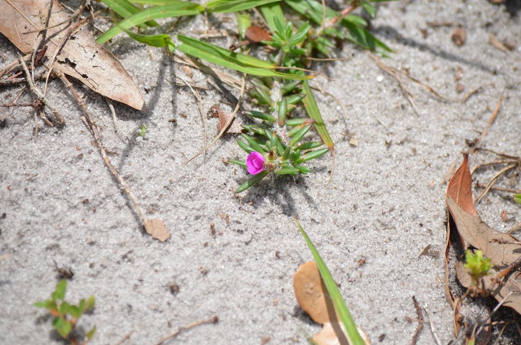 Shaggy portulaca (Portulaca pilosa)