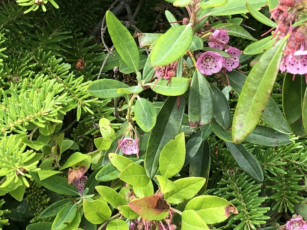 Sheep laurel (Kalmia angustifolia)