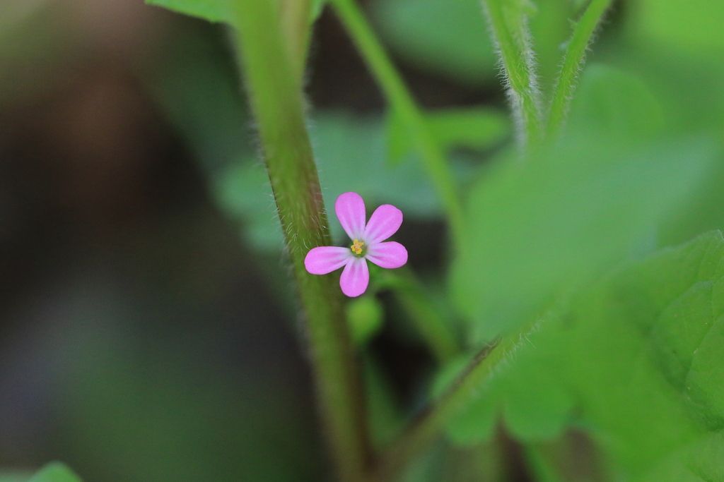 Shining crane's-bill (Geranium lucidum)