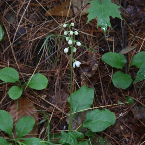Shinleaf (Pyrola elliptica)