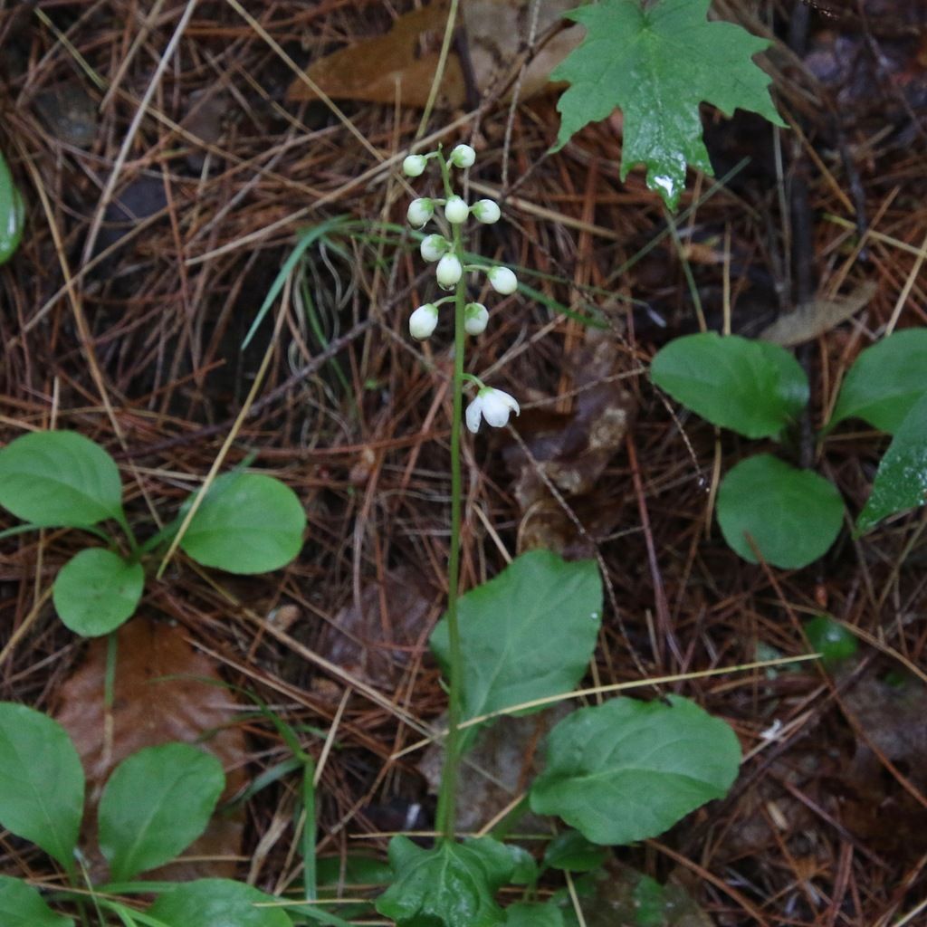 Shinleaf (Pyrola elliptica)
