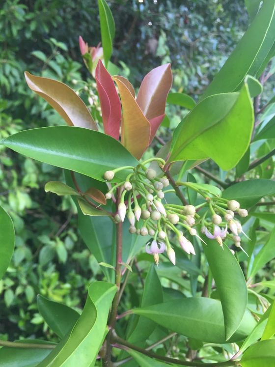 Shoebutton ardisia (Ardisia elliptica)