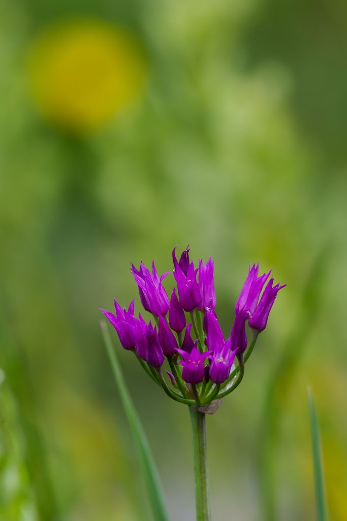 Shortstyle onion (Allium brevistylum)