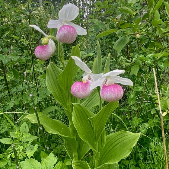 Showy lady's slipper