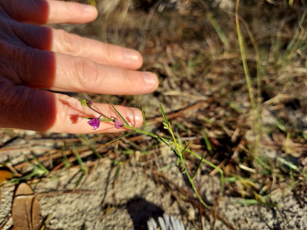 Showy milkwort (Asemeia grandiflora)