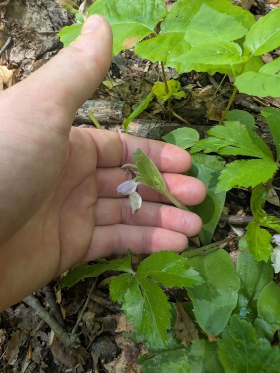 Showy orchis (Galearis spectabilis)