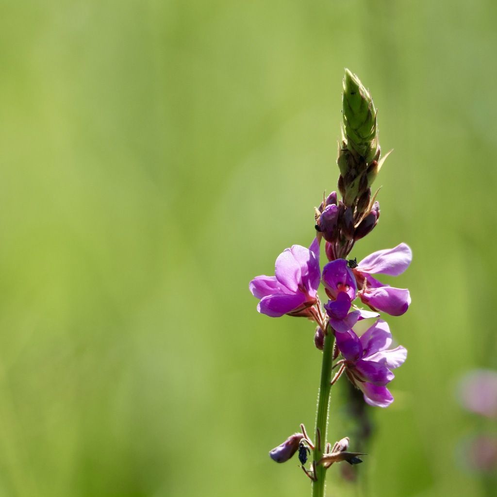 Showy tick-trefoil (Desmodium canadense)