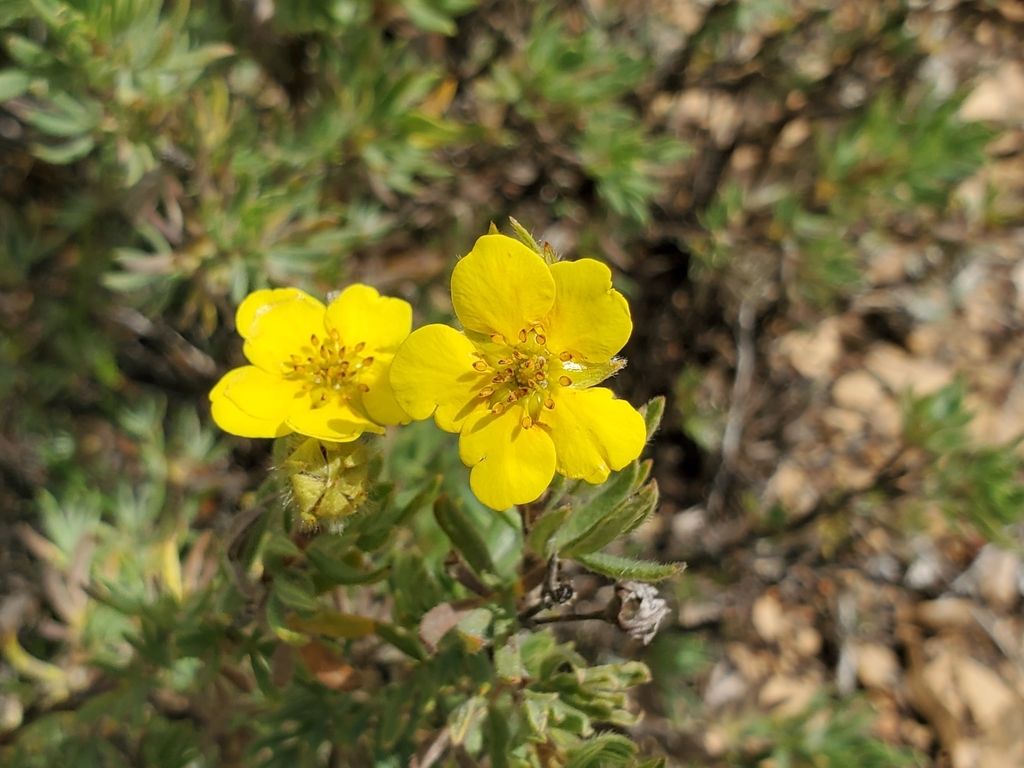 Shrubby cinquefoil (Dasiphora fruticosa)