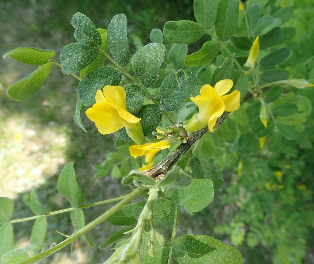 Siberian peashrub (Caragana arborescens)