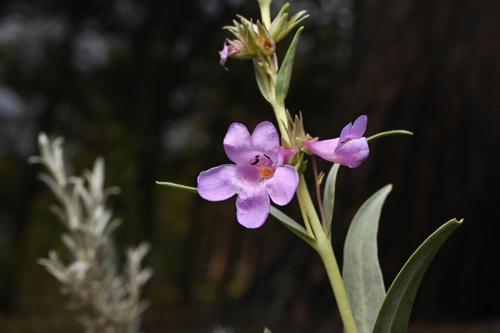 Sidebells penstemon (Penstemon secundiflorus)