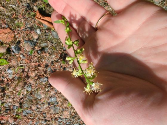 Silverrod (Solidago bicolor)