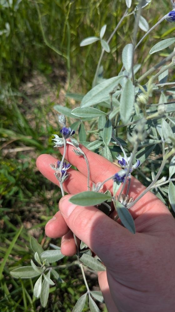 Silvery scurfpea (Pediomelum argophyllum)
