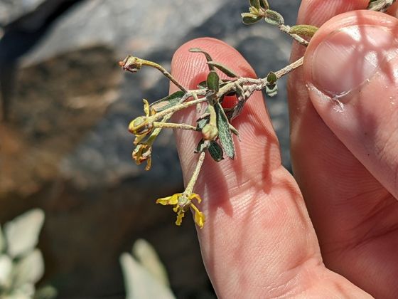 Slender janusia (Janusia gracilis)
