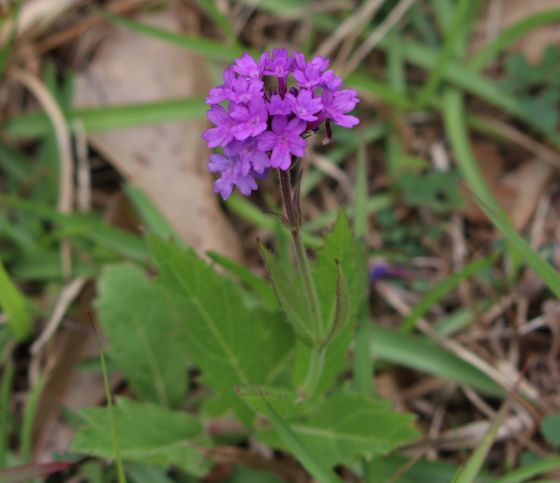 Slender vervain (Verbena rigida)
