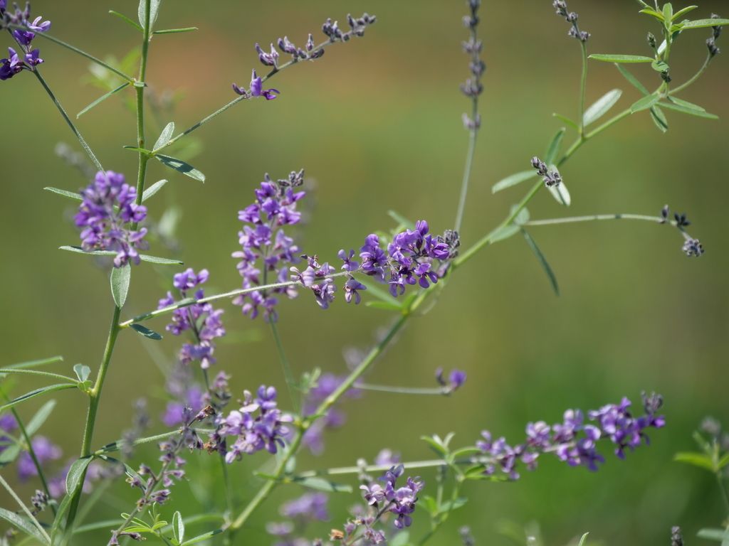 Slimflower scurfpea (Pediomelum tenuiflorum)