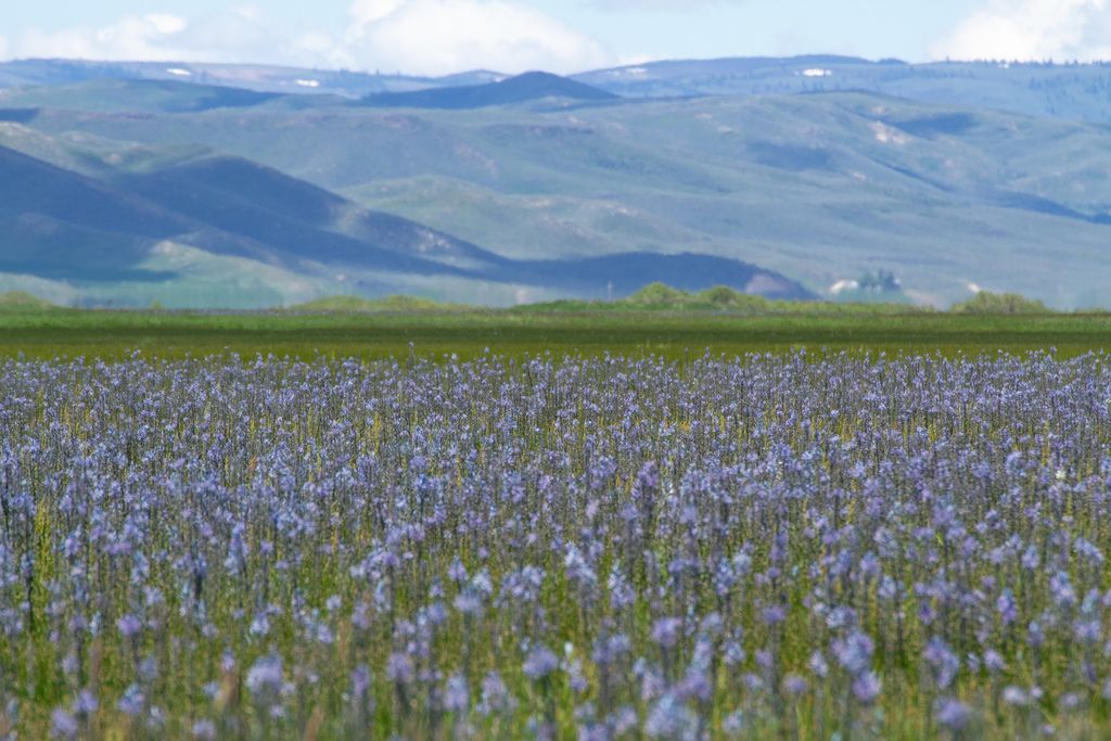 Small camas (Camassia quamash)