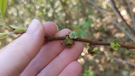 Small-flower pawpaw (Asimina parviflora)