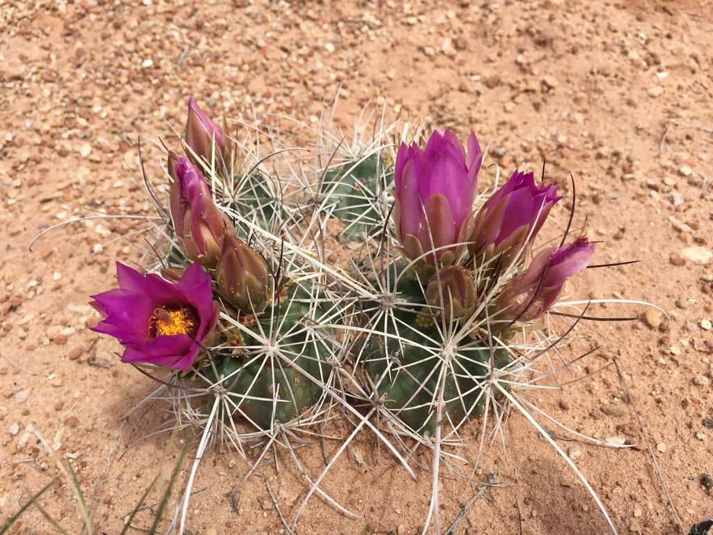 Smallflower fishhook cactus (Sclerocactus parviflorus)