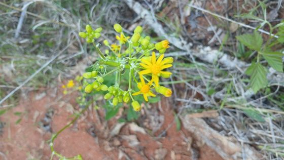 Small's ragwort (Packera anonyma)