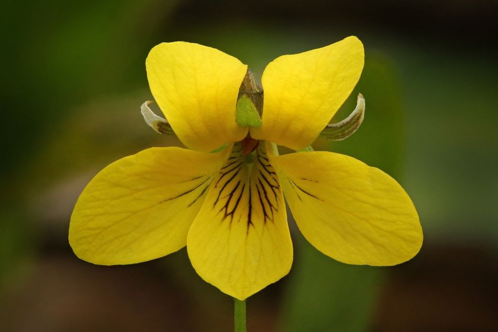 Smooth yellow violet (Viola eriocarpa)