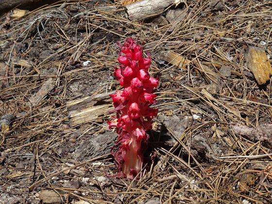Snowplant (Sarcodes sanguinea)