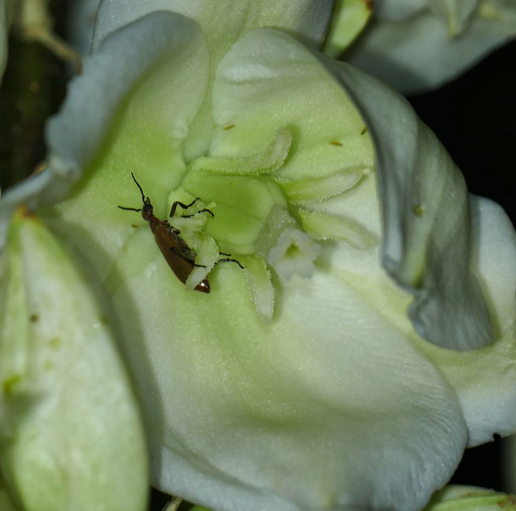 Soaptree yucca (Yucca elata)